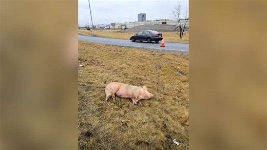 Cochons en cavale: les animaux secourus sur l’A-30 finalement envoyés à l’abattoir