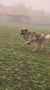 #macejko #caucasian #brutus #prada #viral | Majdik St