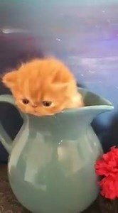 12K views · 753 reactions | A never ending "Peek A Boo" Game! I am sure you are gonna crave for more fun by this tiny angel! Shared by Darla Weber <3 | Meow n' Beyond | Facebook