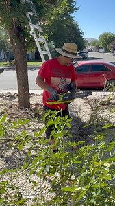 4.6K views · 448 reactions | Hubby's latest project is giving the tree a glamorous makeover! #masterlandscaper #workingprogress #bigideassmallworld | Melanie Ansagay | Facebook
