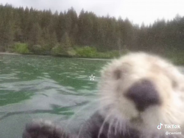 Adorable Otter Video Compilation