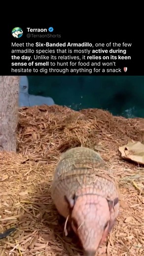 This Armadillo Has a Powerful Nose 🦔