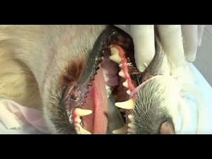 iM3 Inc. - Simple Tooth Extraction