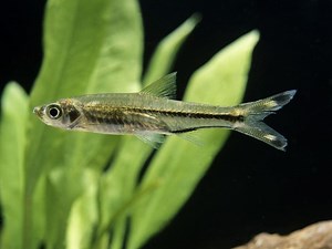 Scissortail Rasbora Care Guide & Species Profile