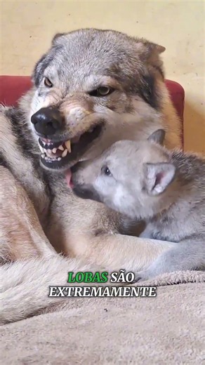 Nunca pegue um filhote de lobo #curiosidades #bichos #animais