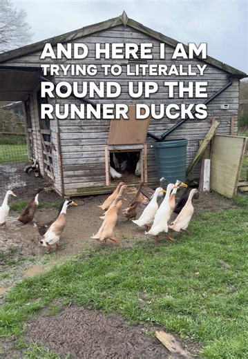 First evening of rounding up our Runner Ducks into their new shed 🦆 We’ve added a big new opening in the side so they can head in easily, and tonight is the first proper “bedtime routine”. A bit of gentle herding, a bit of chaos, but all tucked away warm, dry and cosy in the end. Now we wait… 🤞 With any luck, tomorrow morning brings plenty of beautiful Runner Duck hatching eggs ready for our waiting list. Lighter evenings, cosy ducks, and fingers crossed for full nest boxes. #RunnerDuckHatchin