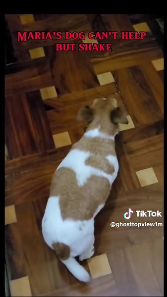 Strange Dog Behaviors: Paranormal Encounters