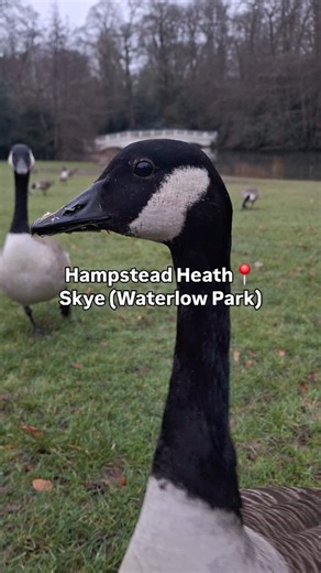 Canada Goose Diaries - North LDN🇬🇧 on Instagram: "8-month-old Skye (Waterlow Park)... she is the smallest gosling of all 9 in Kenwood, despite her brother's Mini and Teeto being the largest. Skye looks the most like her absent dad (Biggie) now. Sadly, she is picked on by everybody other than her brothers and is quite nervous when moving around the flock. The three parentless siblings stick together, and I hope they do so for at least their first spring. #siblings #canadageese #cu