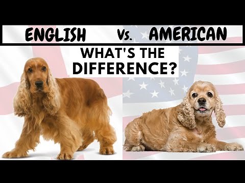 English Cocker Spaniel Vs American Cocker Spaniel | What's The Difference?