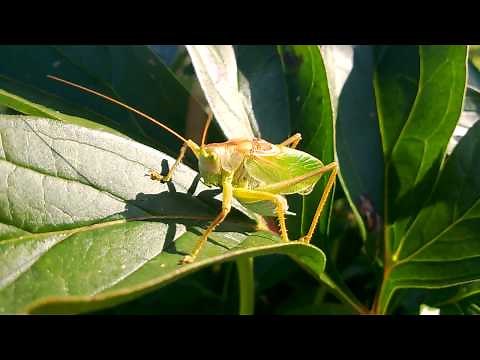 Sound of Katydid