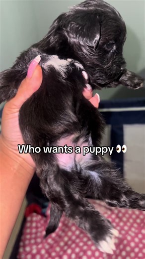 Puppies are available #shorkies #Puppies #Adoption #ForeverHomes ##dogs