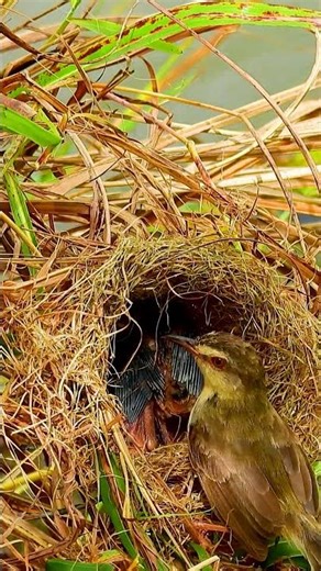 Mother Bird Feed Beautiful Baby In Nest🥰 Bird Feeding 10110#birds