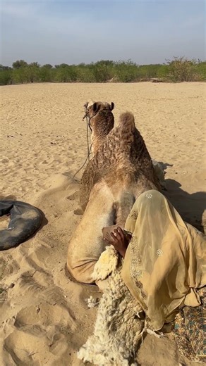 شيء غريب يستعد لإدخاله في الجمل… ماذا سيحدث؟ 😳🔥