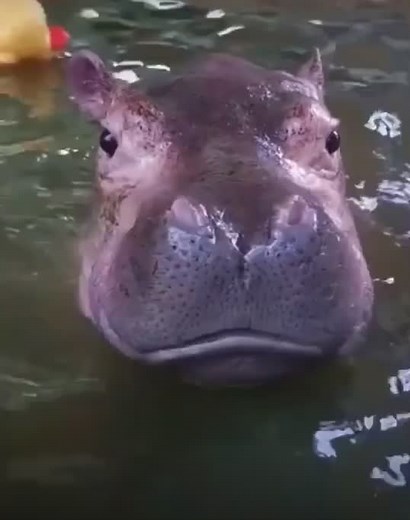 Funny Animals: Good Morning Hippo and Friends