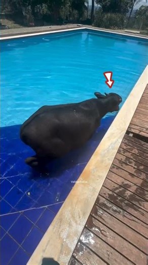 Suddenly a buffalo entered his private pool #shortsvideo