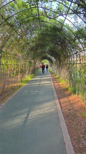 Walking in Seoul _ Green Tunnel