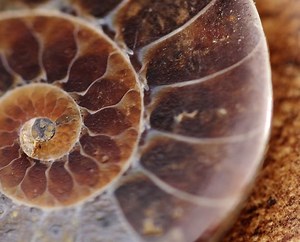 Fosiles: ¿Qué Son?, Tipos, ¿Cómo Se Forman? Y Más