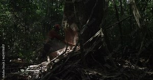 Amazon Rainforest Logger takes Chainsaw to Tree