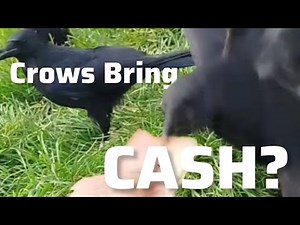He Trains Wild Crows to Bring Him Money!
