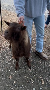 3.6K views · 82 reactions | There's nothing more yucky than a ND buck in rut 冷濫 #LivestockFarming #countrylife #adga #farmhouse #dairygoatpodcast #goatsofinstagram #Agriculture #goatsmilk #dairy #dairygoats #funnyanimals #FarmLife #funny #country #animalovers #GoatFarming #GoatHerd | Ringside: American Dairy Goat Podcast | Facebook