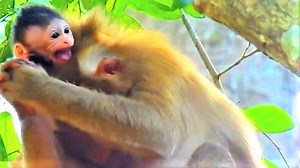 3.7K views · 63 reactions | Bad monkey torture baby monkey seriously, the baby stuck in hand kidnaper shock scare and cry loud call for help | Gorilla Family | Facebook