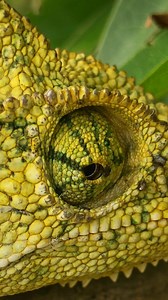 My dog suddenly got scared after seeing a chameleon lying near our house. I gently lifted the chameleon and moved it to a safe tree branch so it could rest peacefully. I always believe we should respect and protect every living creature. 🐶🌿🦎 #Chameleon #AnimalRescue #KindnessToAnimals #RespectNature | Life Of Venu