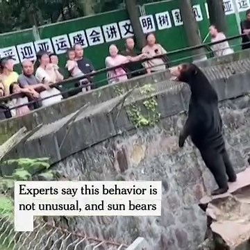 A video of a bear standing in Hangzhou, China, swept through social media with conspiracy theories it was a human in a suit. The zoo tried to clear things up by releasing a statement in the bear’s voice. “I am a Malayan sun bear!” https://nyti.ms/3rZsn83 | The New York Times