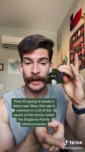 Plumeria Propagation by Cutting: Step-by-Step Guide