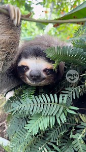 Can we coexist with the wildlife around us? How would you make your neighborhood more wildlife-friendly? | The Sloth Conservation Foundation