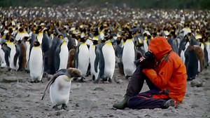 153K views · 2.6K reactions | South Georgia and the Falkland Islands are a treasure-chest for Antarctic-minded bird-watchers, nature-lovers, and photographers. | Oceanwide Expeditions | Facebook