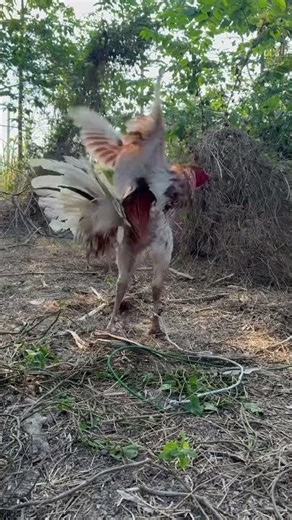 • The Iron Warrior: Peruvian Cross Alpha Male Showing Off!