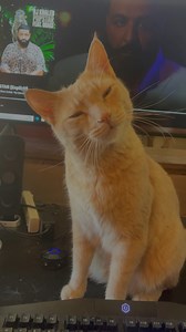 52K views · 5.9K reactions | The first year of My Crazy Cat Life was...