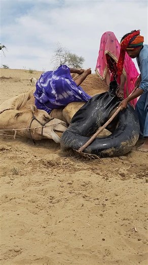 اختبار قاسٍ لحياة الصحراء، جمل غاضب من جهة وشجاعة فتاة من جهة أخرى