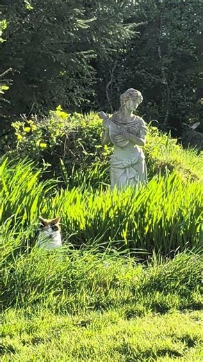 Her Feline Friend.... #nature #garden #ireland #cat #meow