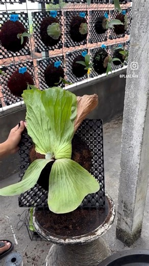 How to take care the platycerium ☺️ | Simply David & Jen