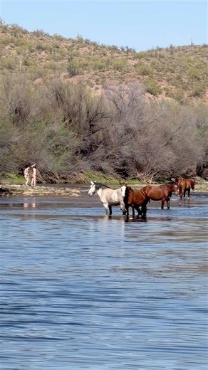 Wild horses in Arizona river crossing #wildhorse #horsevideo #horse #mustangs