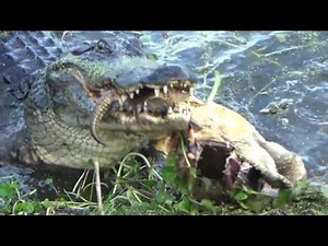 An Alligator In Florida Catching & Eating A Large Snapping Turtle Nature Video