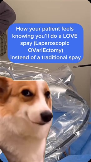 Viticus Group - Animal Health on Instagram: "Traditional vs LOVE spay❤️ Which one does your clinic practice? Laparoscopic OVariEctomy (LOVE) spay is a minimally invasive procedure to spay a female dog by removing the ovaries through small incisions in the abdomen. Two main benefits of the LOVE spay are 1)It’s less painful and 2) It has less recovery time for your patient compared to a traditional spay, which can take up to two weeks for the female dog to recover. 💙💙💙 Next