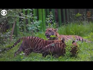 Tiger cub siblings make debut playing together at Texas zoo