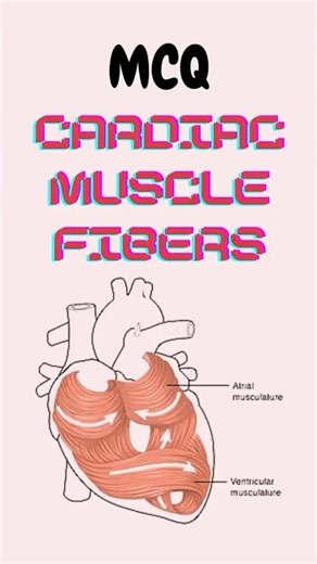 Heart muscle cell. Cardiac muscle fibre. Histology MCQ #shorts