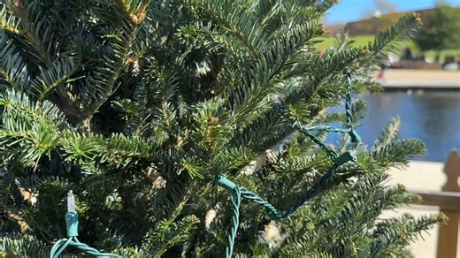 10K views · 201 reactions | This holiday season, HPD's Christmas tree...