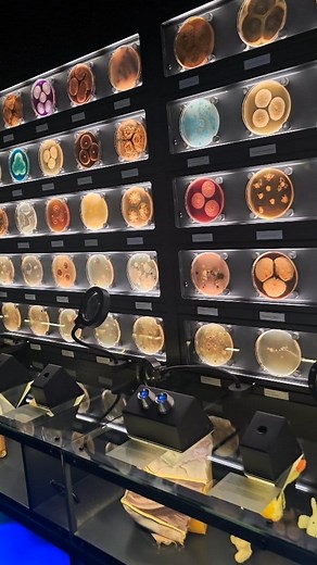 Micropia in Amsterdam, Netherlands - the only microbe museum in the world. 🦠 #micropia #amsterdam #netherlands #microbiology #microbenotes #microbes | Microbe Notes