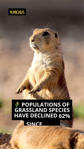 🌾🐾 Black-tailed prairie dogs once filled the hills of Saskatchewan with their sharp yips. Now they survive on just 2% of their former global range. Grassland species in Canada have declined 62% since 1970 — and when prairie dogs disappear, so do the homes and food they provide for owls, foxes and more. 💚 Visit wwf.ca/lprc2025 to learn more about #LPRC2025 this #WorldAnimalDay. | WWF-Canada