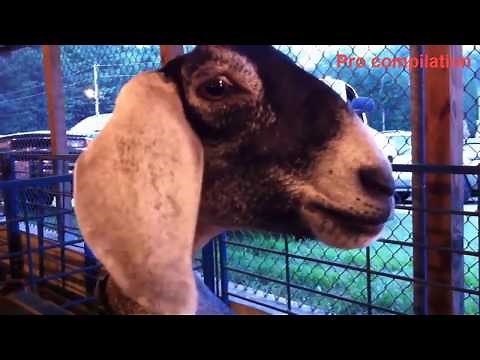 TRY NOT TO LAUGH Funny Goat Compilation 2021 HD
