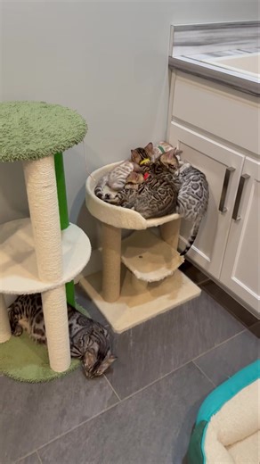 Nap time!😴 zzzz | Kentucky Wildcat Bengals