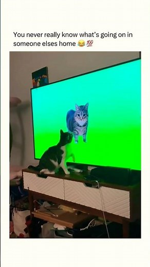I Played the Viral OIIA Spinning Cat on My TV... My Cat Did THIS 😂😹 #shorts