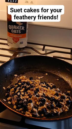 DIY Suet Cakes 🐦 Melt lard or bacon grease slowly until liquid (not hot). Stir in oats and old berries until thick and well coated. Add extras if you want—seeds, nuts, cracked corn - just make sure it's bird-friendly. Hang or place outside and let the birds feast. Zero waste. Winter fuel. Happy birds. 🐦✨ #nofruitwaste #feedbirds #diysuet | Stephanie Buffman