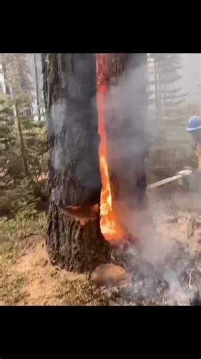 Brennenden Baum Fällen #tree #worker #bestjob #chainsaw #baumpfleger #baumpflege #sicherheit #fyp #foryoupage #StemDrop001