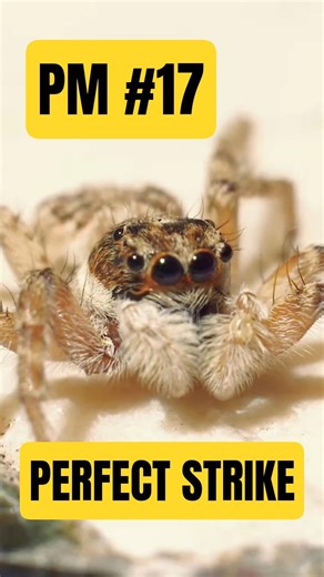 Jumping Spider vs. Fly – Was This Even Fair? - Predator Moments #17