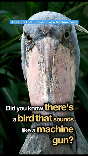 This Bird Sounds Like a MACHINE GUN 😳